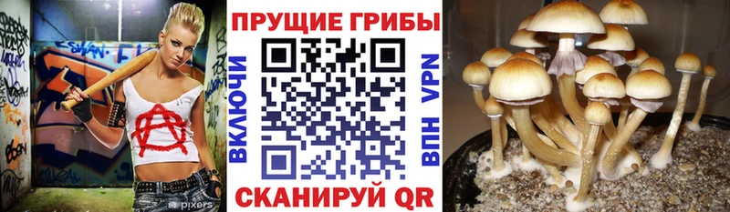 Галлюциногенные грибы Cubensis Мосальск